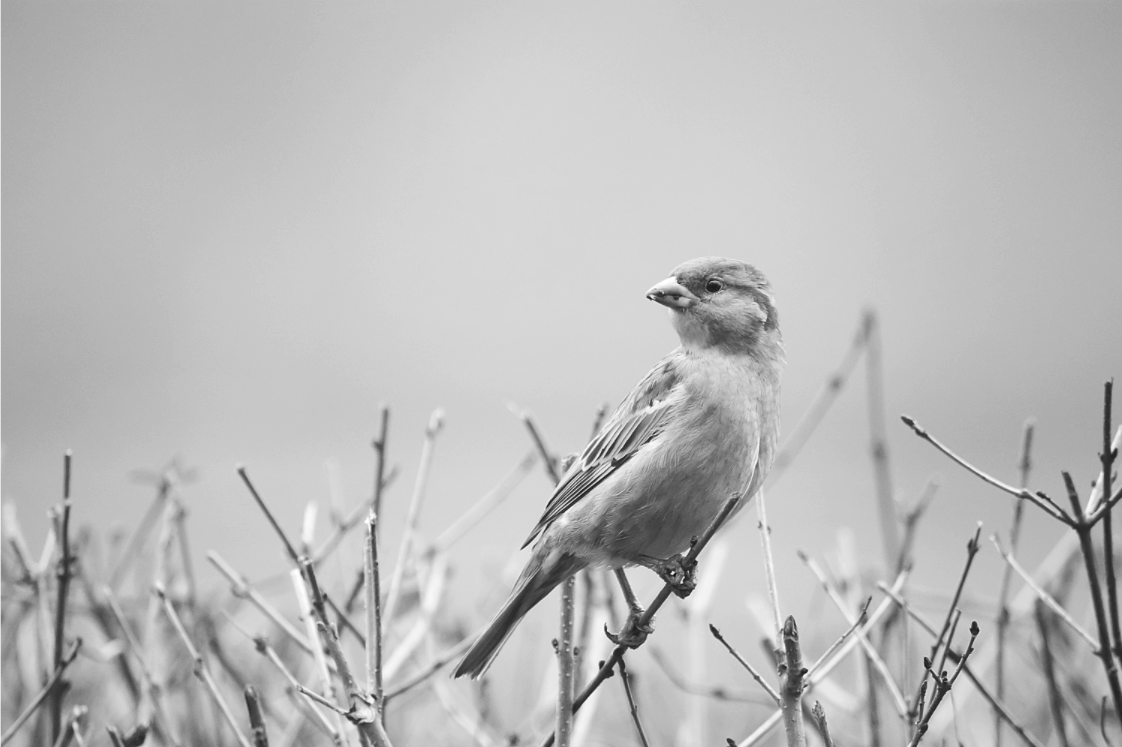 silver sparrow